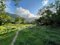 The Hidden Meadow